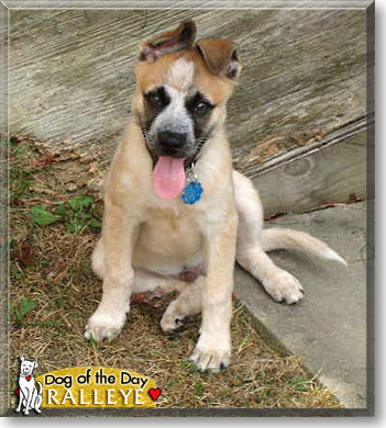 Ralleye, the Dog of the Day