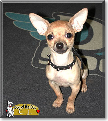 C.J., the Dog of the Day