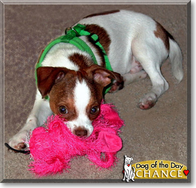 Chance, the Dog of the Day