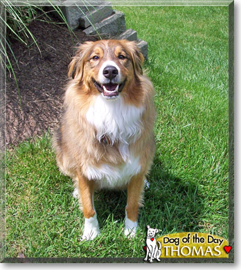 Thomas, the Dog of the Day