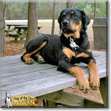 Rowen, the Dog of the Day
