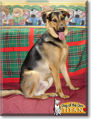 Titan, the Dog of the Day
