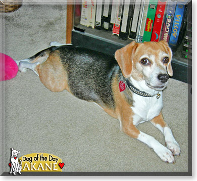 Akane, the Dog of the Day