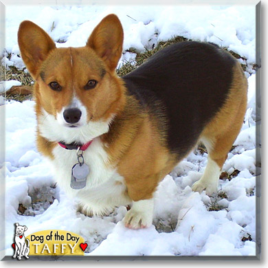 Taffy, the Dog of the Day