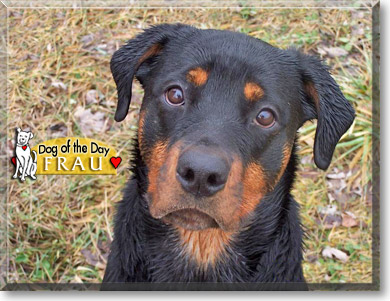 Frau, the Dog of the Day