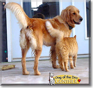 Gunther, the Dog of the Day
