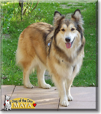 Maya, the Dog of the Day