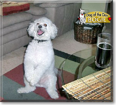 Bogie, the Dog of the Day