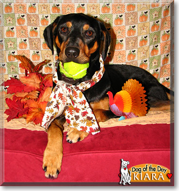Kiara (Kiki), the Dog of the Day