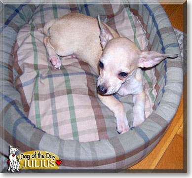 Julius, the Dog of the Day