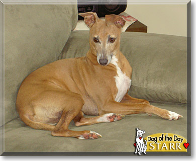 Darien Starr, the Dog of the Day