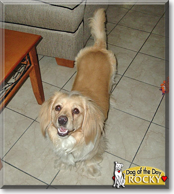 Rocky, the Dog of the Day