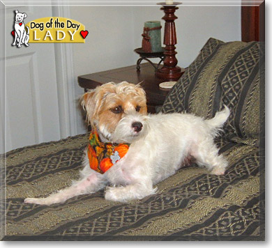 Lady, the Dog of the Day