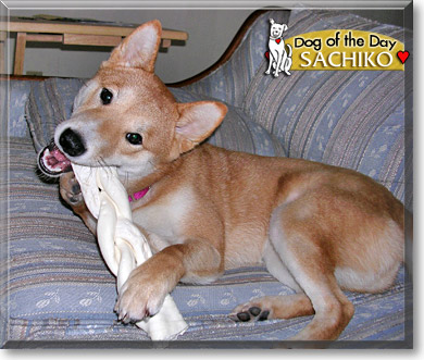 Sachiko, the Dog of the Day
