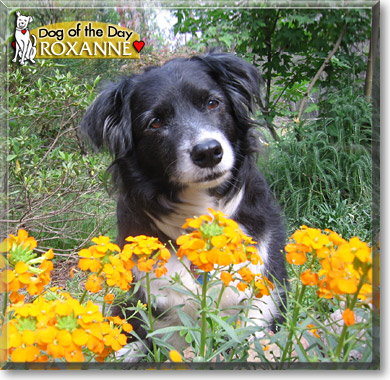 Roxanne, the Dog of the Day