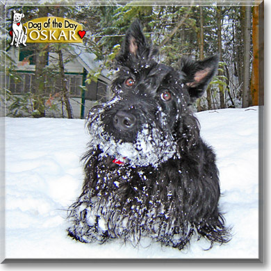 Oskar, the Dog of the Day