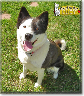 Lucy, the Dog of the Day