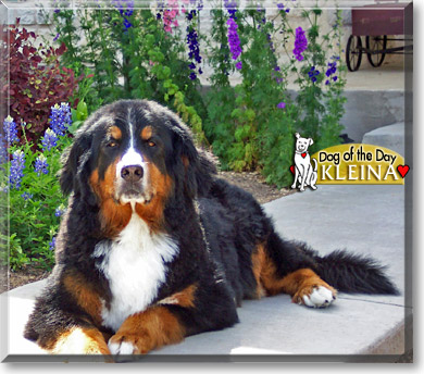 Kleina, the Dog of the Day