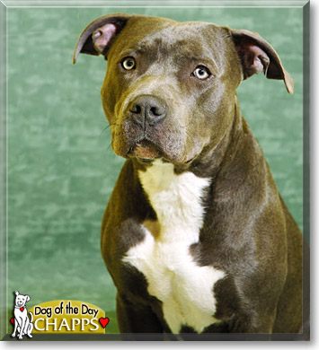 Chapps, the Dog of the Day