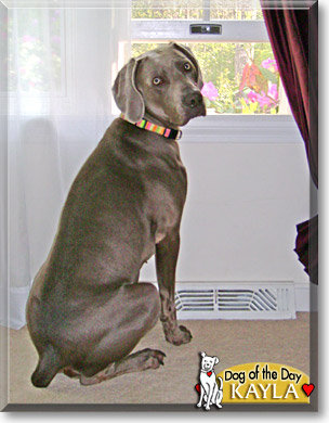 Kayla, the Dog of the Day