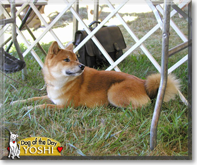 Yoshi, the Dog of the Day