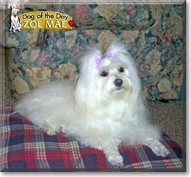 Zoe Mae, the Dog of the Day