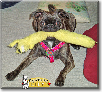 Lily, the Dog of the Day