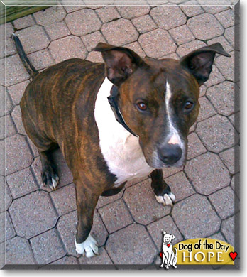 Hope, the Dog of the Day
