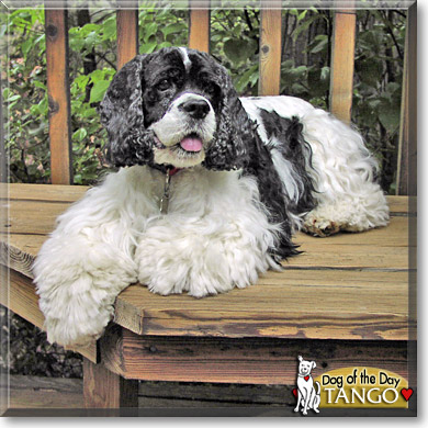 Tango, the Dog of the Day