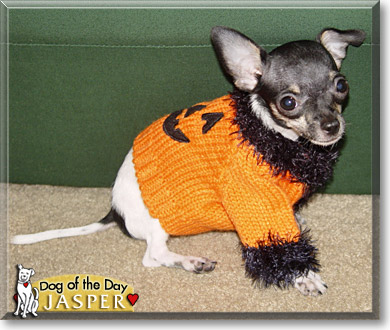 Jasper, the Dog of the Day