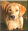 Opie
