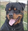 Otto