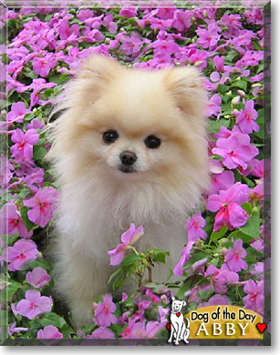 Abby, the Dog of the Day