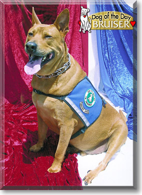 Bruiser, the Dog of the Day