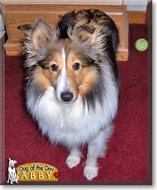 Abby, the Dog of the Day