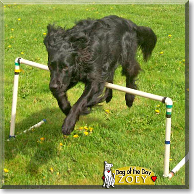 Zoey, the Dog of the Day