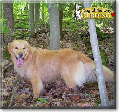 Redding, the Dog of the Day