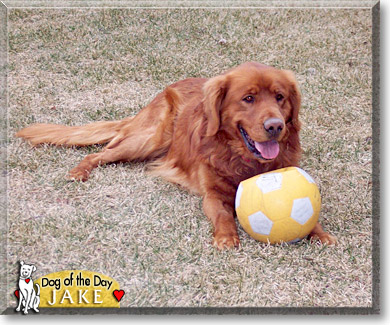 Jake, the Dog of the Day