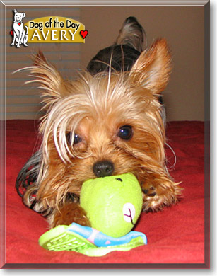 Avery, the Dog of the Day