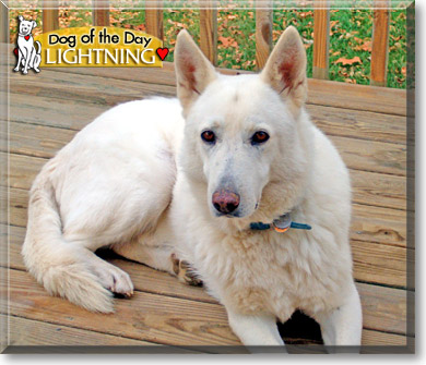 Lightning, the Dog of the Day