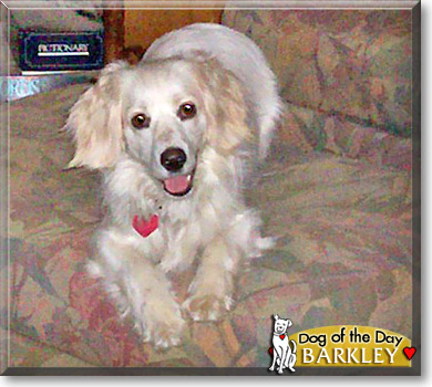 Barkley, the Dog of the Day