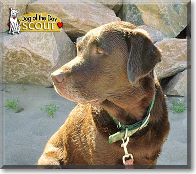 Scout, the Dog of the Day