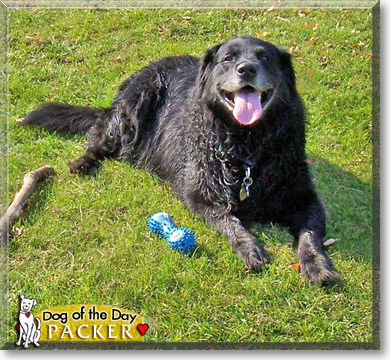 Packer, the Dog of the Day