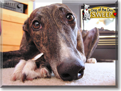 Sweep, the Dog of the Day