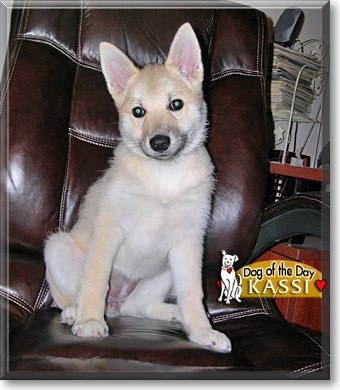 Kassi, the Dog of the Day