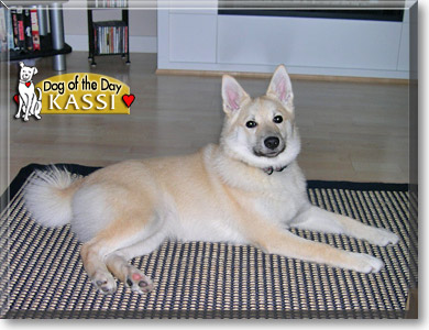 Kassi, the Dog of the Day
