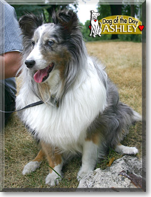 Ashley, the Dog of the Day