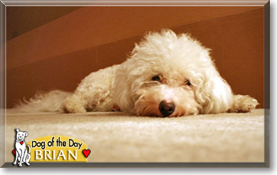 Brian, the Dog of the Day