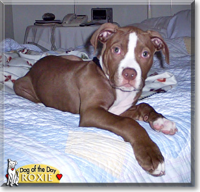 Roxie, the Dog of the Day