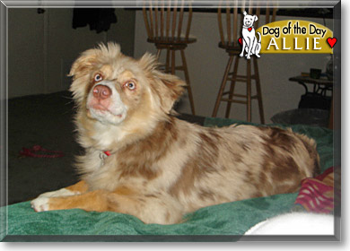 Allie, the Dog of the Day